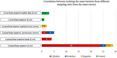 Characterization of Escherichia coli and other bacteria isolated from condemned broilers at a Danish abattoir